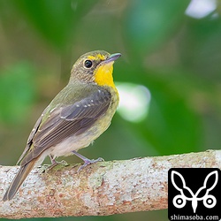 背面はこんな感じで成鳥に比べると褐色味を帯びています。