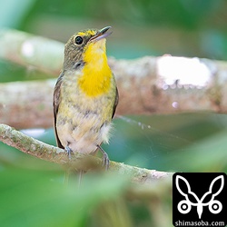 警戒心はあまりない個体です。リュウキュウキビタキは警戒心が強い個体とそうでない個体の差が激しいように感じます。