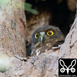 上の個体とペア。樹洞で抱卵するアオバズクのメス。巣穴が浅いので外から丸見えです。^^