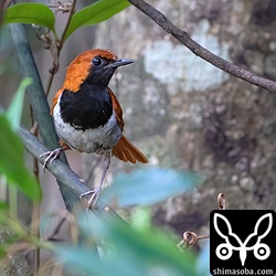 宿泊施設の敷地内にいたホントウアカヒゲのオス。