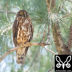 見張りをするアオバズクのオス。