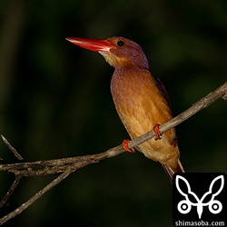 細い木の枝で休むアカショウビン。雌雄不明。
