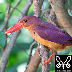 アカショウビンは、水浴びが終わるとエサ探し。