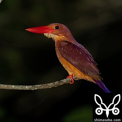 林道のアカショウビン。形態からオスと思われます。