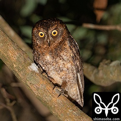 林道のコノハズク。こちらもオス個体。