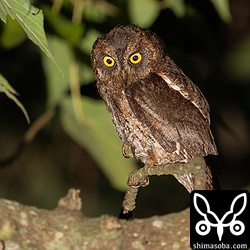 コノハズクのオス。ここで繁殖している個体です。メスは抱卵中なのか分かりませんが見当たらず。

この個体は昨年、 `全く同じ場所で撮影したコノハズクのオス <https://shimasoba.com/blog/1409/>`_ と頭の羽毛のはげ具合が似ているので同個体かもしれません。