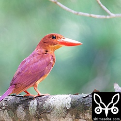 `先日の夜探で見つけたアカショウビンのオス <https://shimasoba.com/blog/photo/6506/>`_ 。夜で微妙だったけど、やはりオス個体でした。^^