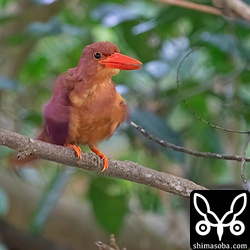 小さな沢に水浴びにやってきたアカショウビンのオス。暗い環境なので震わせた羽が溶けています…。^^;