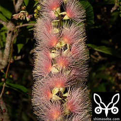 日没後、大きく花を開いたサガリバナ。あたりに甘ったるい匂いを漂わせていた。