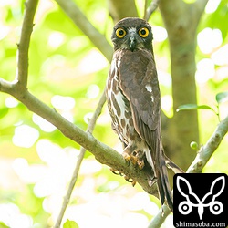 こちらも巣を見張るアオバズクのオス。こちらのアオバズクは目線より少し高いぐらいの見やすい場所にいたので、息子も大喜びしていました。尾羽が抜けそうになっています。落ちたら欲しいなー。^^