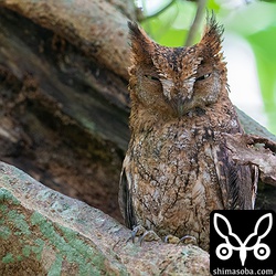 コノハズクのメス。 `1カ月以上前の繁殖初期のころ <https://shimasoba.com/blog/photo/6396/>`_ と比べると、羽がすれてかなりボロボロになってきています。