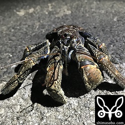 小型のヤシガニが道路を横断していた。