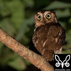 林のかげで風を避けながら獲物を探していたコノハズク。 `先日、撮影したオス <https://shimasoba.com/blog/photo/6504/>`_ とペアになっている個体と思われます。