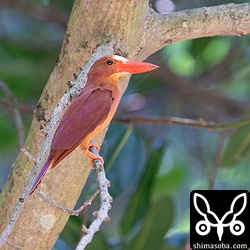 アカショウビンのオス。このエリアはアカショウビンとコノハズクとアオバズクが子育てしています。