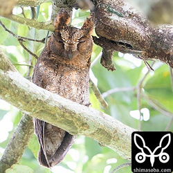 上のアオバズクの巣のすぐ近くで子育て中のコノハズク。オス個体です。