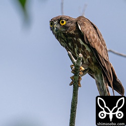 カラス2羽を相手に大立ち回りをしていたアオバズクのオス。