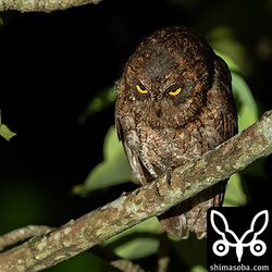 コノハズクのオス。一生懸命さえずっていました。上のペアと同じエリアで数十メートル離れたところで繁殖しているのですが、営巣木は見つけられません。昨年も見つけられませんでした。手強い…。^^;