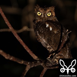 上の個体とペアのオス。巣をはさんでメスと反対側にいた。