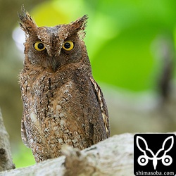 なぜか頭部が少しはげています。