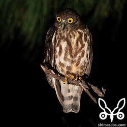 近所で繁殖しているアオバズクのオス。昼間、どんなに探しても見つからない不思議な個体。