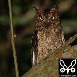 こちらも近所のコノハズク。これはメス個体で巣の前の枝に止まっていました。この時間は、ヒナへの給餌も終わっているので面白くないですね…。^^;