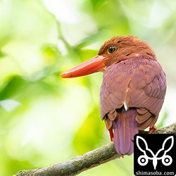 上と同個体。目の後ろに白い羽が目印となり個体識別ができています。