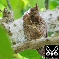 頭をカキカキ。^^