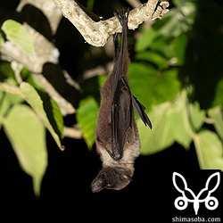地面に落ちたわが子を心配そうに見つめるオオコウモリの母親。