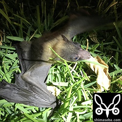 落っこちて叫び声を上げていたオオコウモリの幼獣。