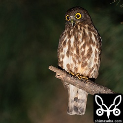 こちらはオスと思われる個体ですが、いまいち確証が持てませんので、ここのペアの今後の検討課題です。