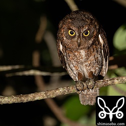 上の個体とつがいを形成するオスのコノハズク。