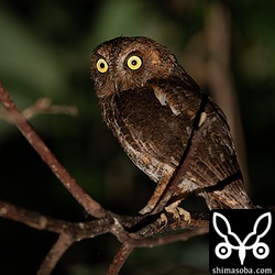 上の個体とペアのオス。こちらは定位置で見張り。