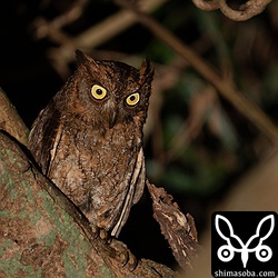 コノハズクのメス。上のペアとは別。深夜0時をすぎてもまだヒナたちに餌を運んでいました。