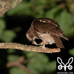 上と同個体。懐中電灯めがけて飛んできたヤエヤマクマゼミを捕まえた棚ぼたコノハズク。獲物がでかすぎたのか、すでにヒナたちは満腹になっているのか自分で全部食ってしまいました。