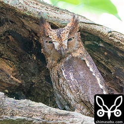上のカップルの昼間の姿。メス個体。