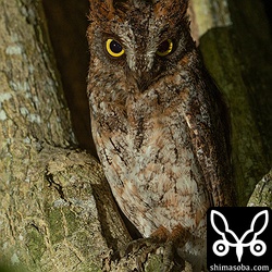 上と同個体。少なくとも2日前からメスも夜、外に出て狩りを行うようになりました。巣の中では卵がかえり、ヒナがいると思われます。