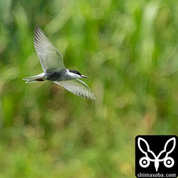 成鳥夏羽なのですが、繁殖に参加しなかったのかなー?