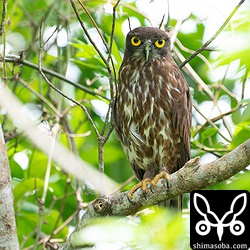 アオバズクのオス。いつもの定位置でスタンバイ。