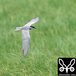 牧草地ではクロハラアジサシが飛び回っていた。