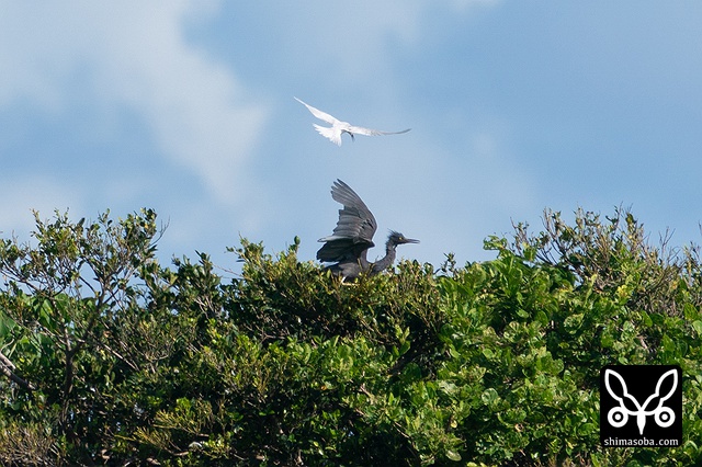 エリグロアジサシ