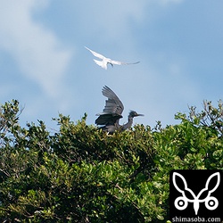 なぜか繁殖中のクロサギを執拗に攻撃するエリグロアジサシ。