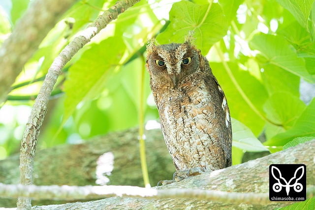 リュウキュウコノハズク