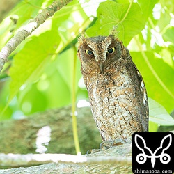 近くで巣を見張るコノハズクのオス。上の個体とペア。やっと昼間にいる場所が分かりました。^^