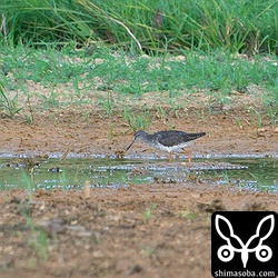 単独でやってきてアオアシシギの群れの近くにいたアカアシシギ。