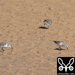 トウネンは25羽の群れが河口に集まっていた。