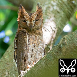 上とは別のペア。メス個体。