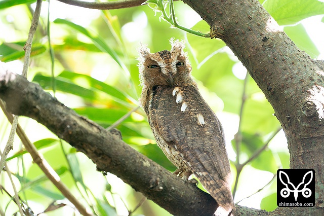 リュウキュウコノハズク