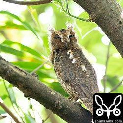 上の個体とペアのオス。子育てに疲れてボロボロです。^^;