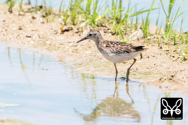 ヒバリシギ