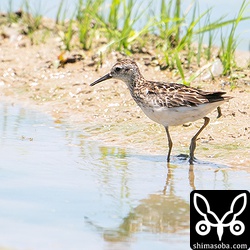 ヒバリシギ成鳥。長旅で羽が擦れていますね。